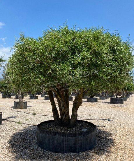 olivenbaum kaufen in der nähe ,Olivenbaum Olea Europaea, ca. 80-100 Jahre alt Jeder Baum ein absolutes Unikat. Alle Olivenbäume haben einen knorrigen Stamm und eine wundervolle Krone.